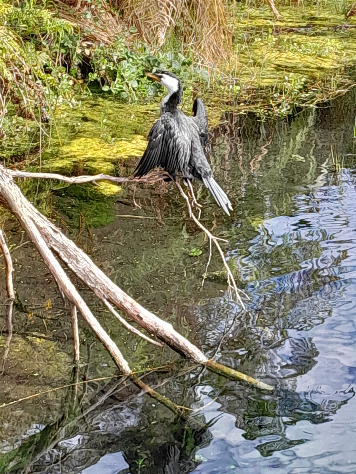 Near Takaka ~ Thursday, 5 March